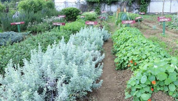 Plantas medicinales