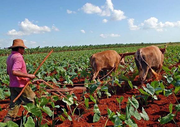 campos de cuba 580x408