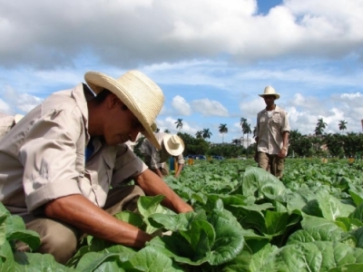 Campesinos cubanos trabajando la tierra