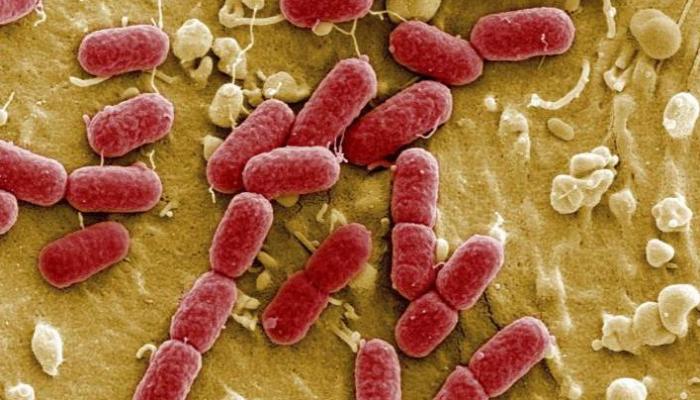  La Organización Mundial de la Salud , divulgó  un listado de 12 familias de bacterias resistentes a los tratamientos actuales