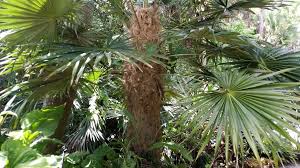 Coccothrinax Crinita subespecie Brevicrinis, género de palma endémica del centro de Cuba.