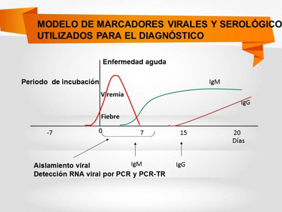 Modelo de marcadores virales y serológico utilizados para el diagnóstico