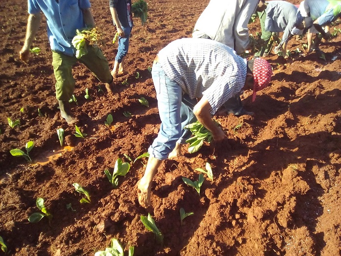 Iniciaron las plantaciones de tabaco en Cuba