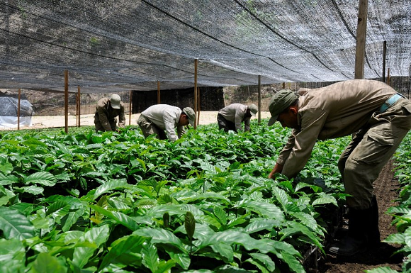 Apoyan al país en las tareas agrícolas. Foto: Roberto Garaicoa Martínez.