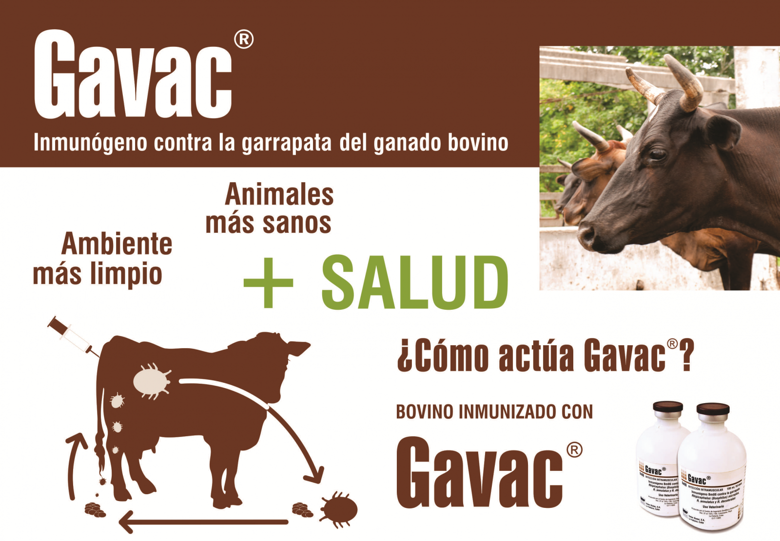 Gavac, vacuna cubana contra la garrapata de ganado bovino