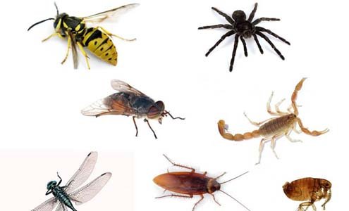 Varios tipos de insectos pueden causar reacciones dolorosas debido a su picadura. Algunas mordeduras pueden ser mortales debido a la posibilidad de reacciones alérgicas. (Foto: soycobre.com).