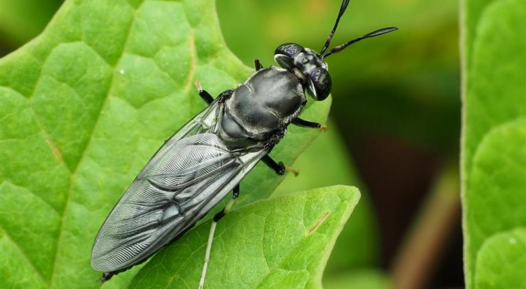 Mosca soldado negraosca soldado negra