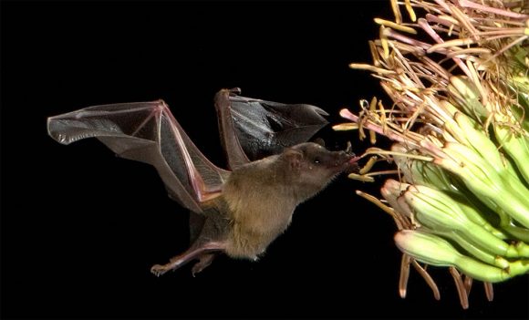 Los murciélagos son importantes polinizadores. Foto: Steve Buchmann.
