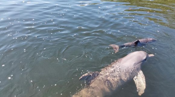 Crece familia de delfines en Cienfuegos