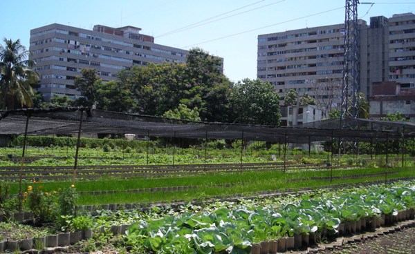  Agricultura Urbana