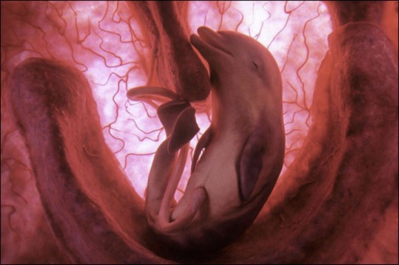 La gestación de un delfín suele durar unos 12 meses. Una vez haya nacido permanecerá con su madre de 3 a 6 años durante los cuales aprenderá a pescar y a comunicarse socialmente con el grupo. / Archivo