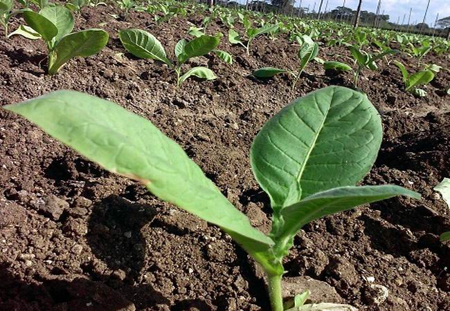 Cuba sigue apostando por el cultivo del tabaco