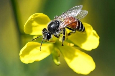 FAO insta a defender las abejas, "aliadas claves" para la lucha contra el hambre