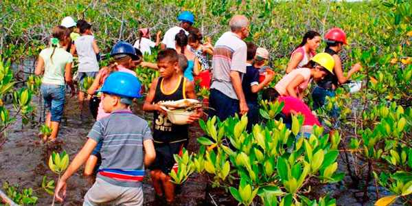 Niños y adolescentes integrantes del proyecto Ecoarte plantan mangles en el municipio holguinero de Moa (Foto: radioangulo.cu)
