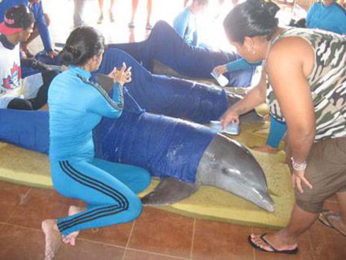 Protegen a los delfines de Cayo guillermo ante el paso de Irma