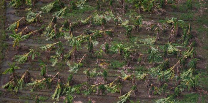 Impacto de Irma