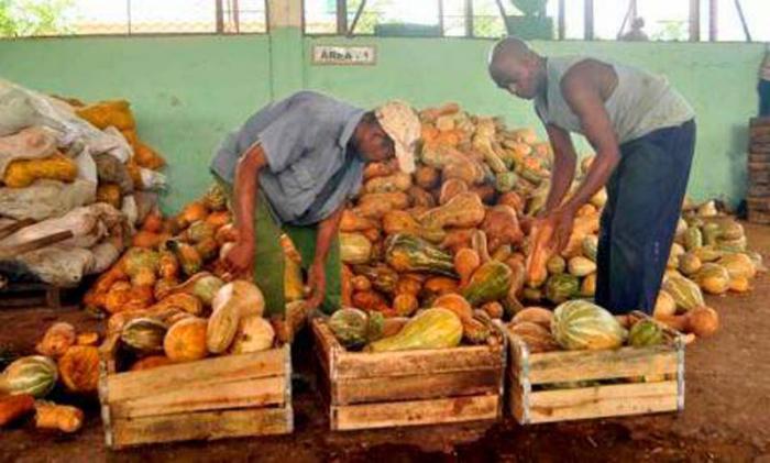 Trabajadores del sector  agropecuario en la provincia de Santiago de Cuba protegen la producción de alimentos y la ganadería, por los peligros del huracán Irma