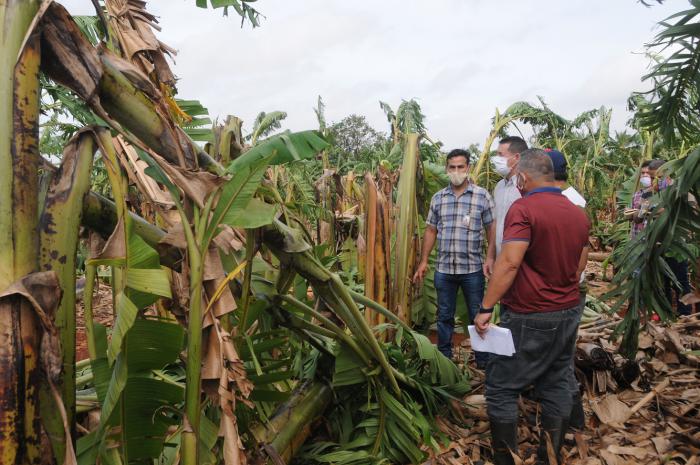 En la provincia de Artemisa las plantaciones de plátano sufrieron afectaciones. Foto: Otoniel Márquez