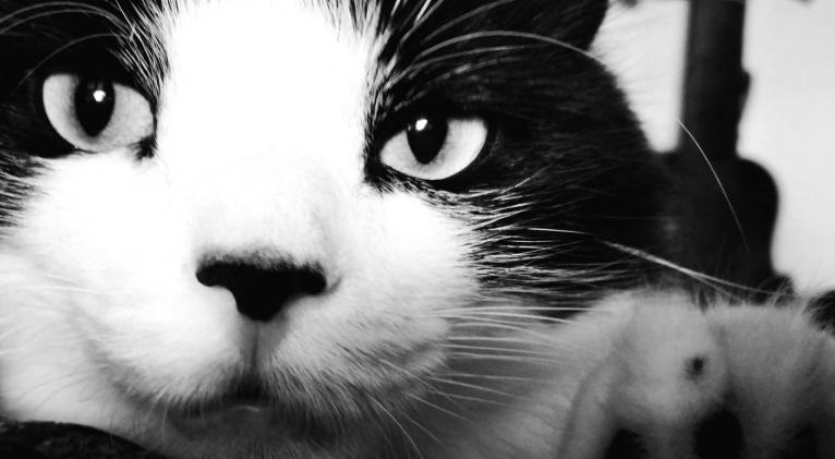 Un gato feliz. Este felino tiene la suerte de vivir con una pareja que lo ama. Foto: CubaSí