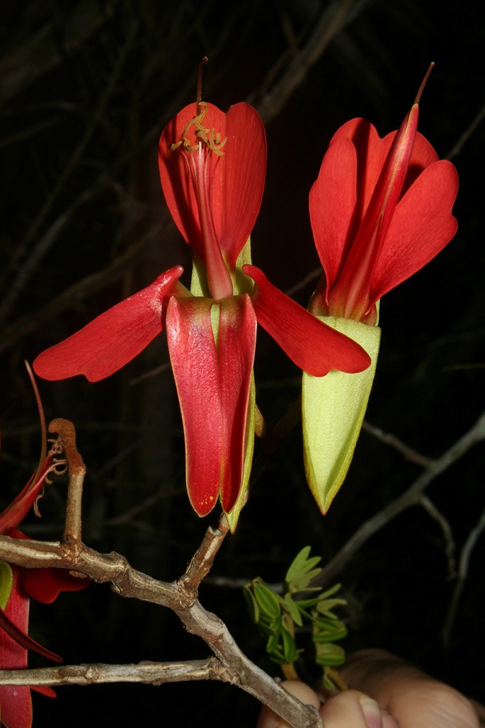 Harpalyce macrocarpa de flor roja. (Aileen Infante Vigil-Escalera / Cubahora)
