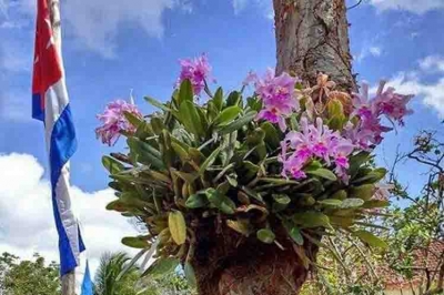 Orquídeas Orquídeas