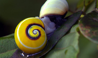 Polymita cubana