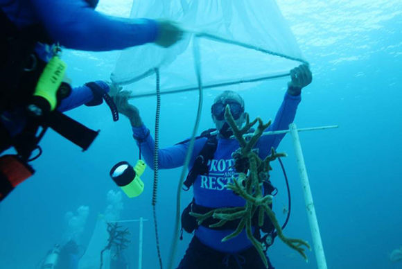 Alexis Osoria, del Acuario Nacional de Cuba, ayuda a los biólogos del Acuario de Florida en un cultivo del coral Cuerno de Ciervo, el 21 de agosto de 2016. En 2019, el Acuario de Florida espera estar en Cuba cuando el coral se reproduzca. Foto: Times/ 2016/ tbo. Alexis Osoria, del Acuario Nacional de Cuba, ayuda a los biólogos del Acuario de Florida en un cultivo del coral Cuerno de Ciervo, el 21 de agosto de 2016. En 2019, el Acuario de Florida espera estar en Cuba cuando el coral se reproduzca. Foto: Times/ 2016/ tbo.