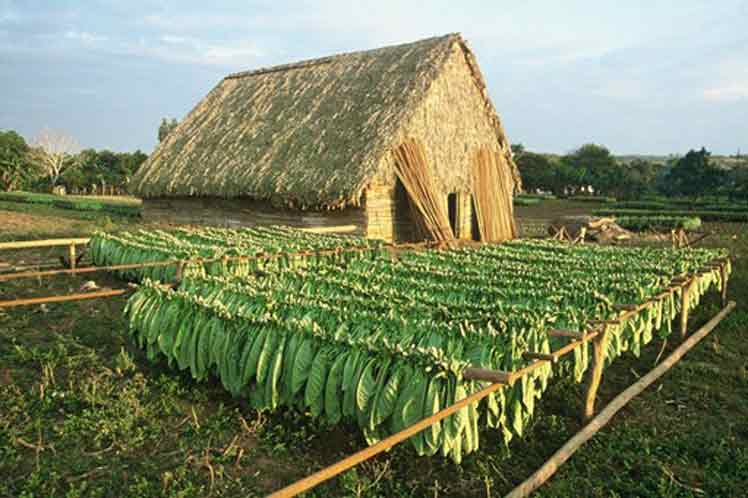 Vegas tabacleras de Pinar del Río