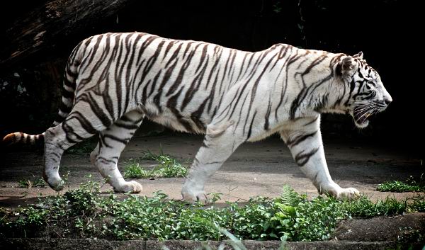 Tigre bengala blanco
