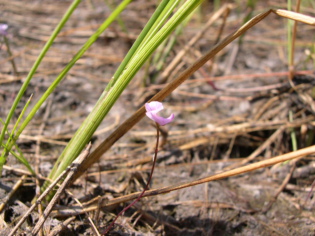 Utricularia purpurea. (Aileen Infante Vigil-Escalera / Cubahora)