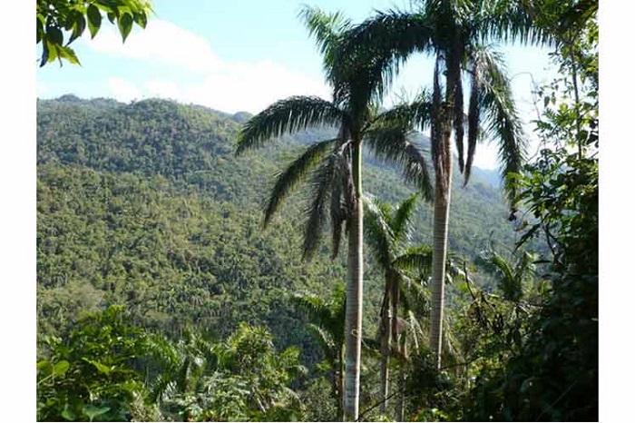 Aumenta superficie boscosa en Cuba