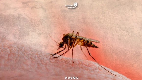 mosquito_1