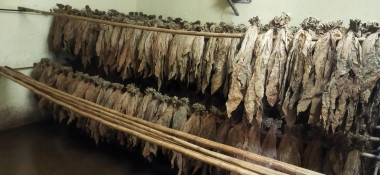 Ciencia y tradición del tabaco cubano