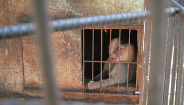 Escape de babuino de zoológico